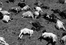 चट्याङ लागेर ७२ भेडा मरे