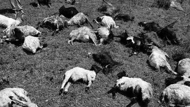 चट्याङ लागेर ७२ भेडा मरे