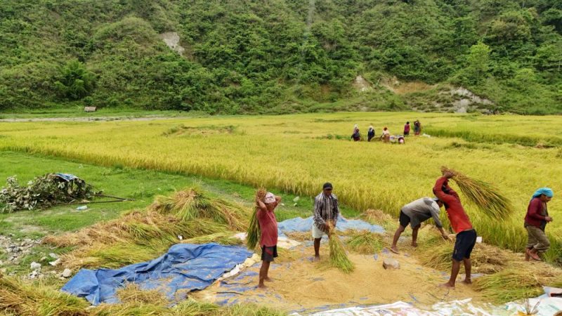 चैते धान थन्क्याउने चटारोमा किसान चैते धान थन्क्याउने चटारोमा किसान