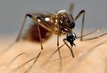 चितवनका तीन जनामा जापानिज इन्सेफलाइटिस