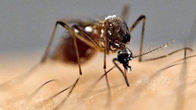 चितवनका तीन जनामा जापानिज इन्सेफलाइटिस