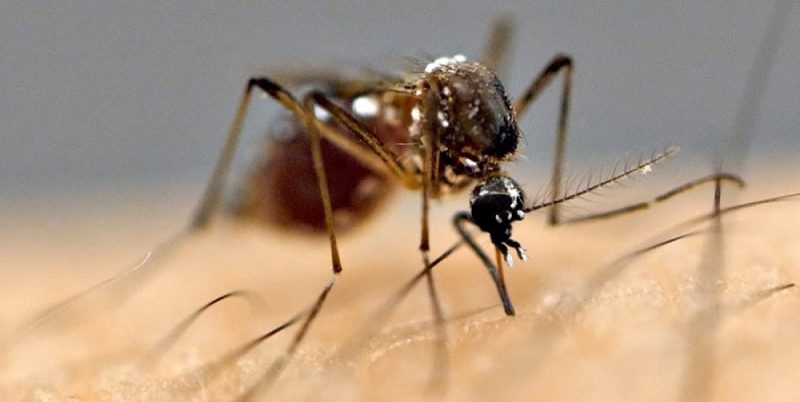 चितवनका तीन जनामा जापानिज इन्सेफलाइटिस