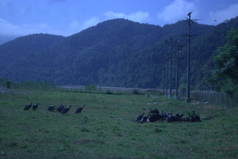 vulture