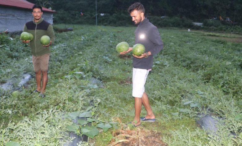 विजयपुर खोला किनारमा तरबुजाखेती, भनेजस्तै आम्दानी